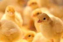 baby chickens