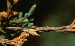 Volunteers can identify plant diseases and offer recommendations for control.