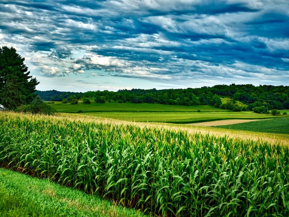 corn field