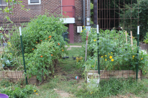 A community garden filled with fresh produce