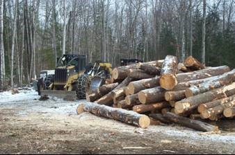 Stacked harvested timber next to a harvester