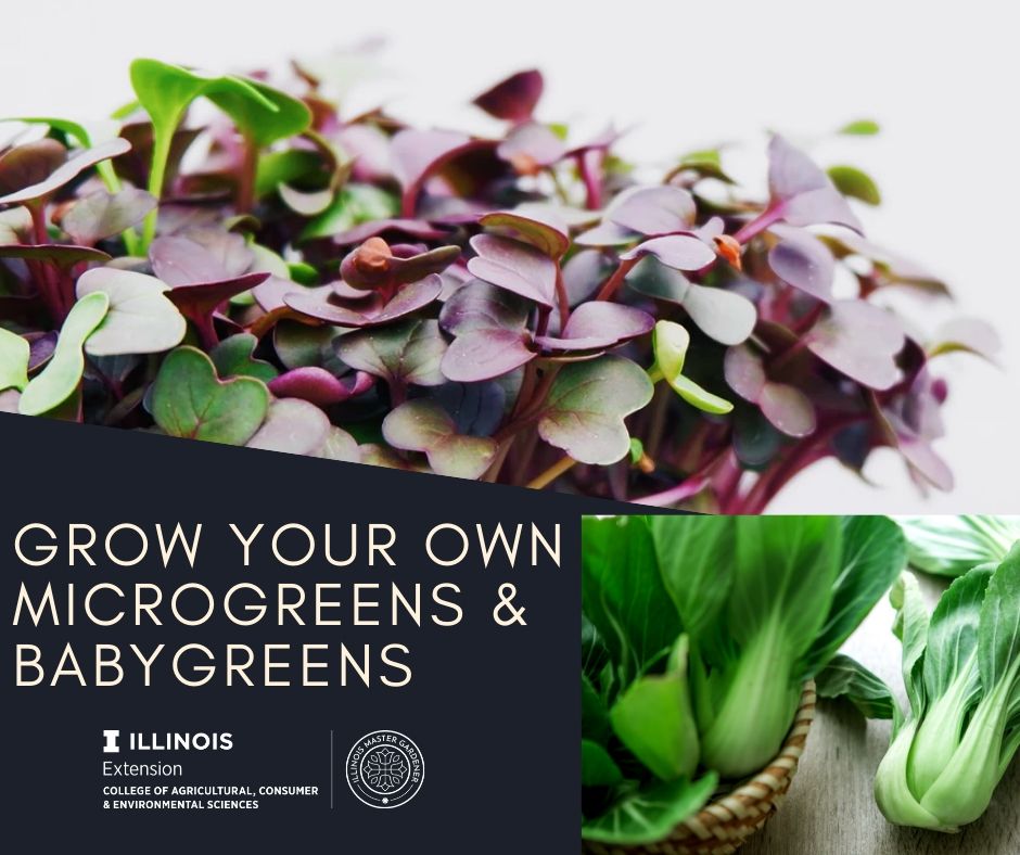 Microgreens and baby pak choy