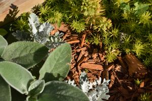 plants, herbs, mulch