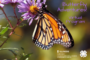Butterfly Adventures