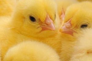 bright yellow baby chicks