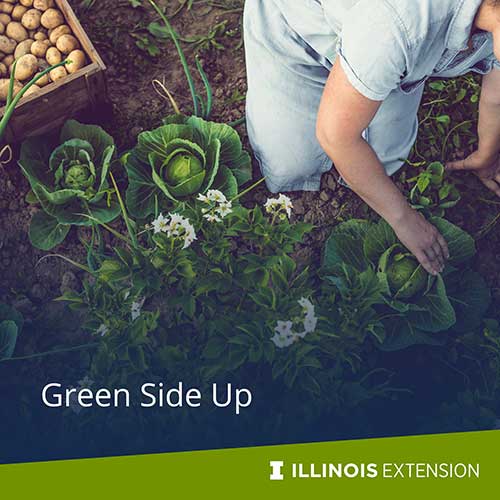 Green Side Up image