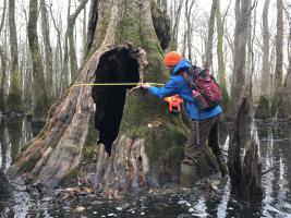 Man in wetland measuring girth of tupelo tree