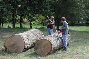 Grading white oak logs