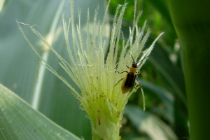 Bug on corn stalk