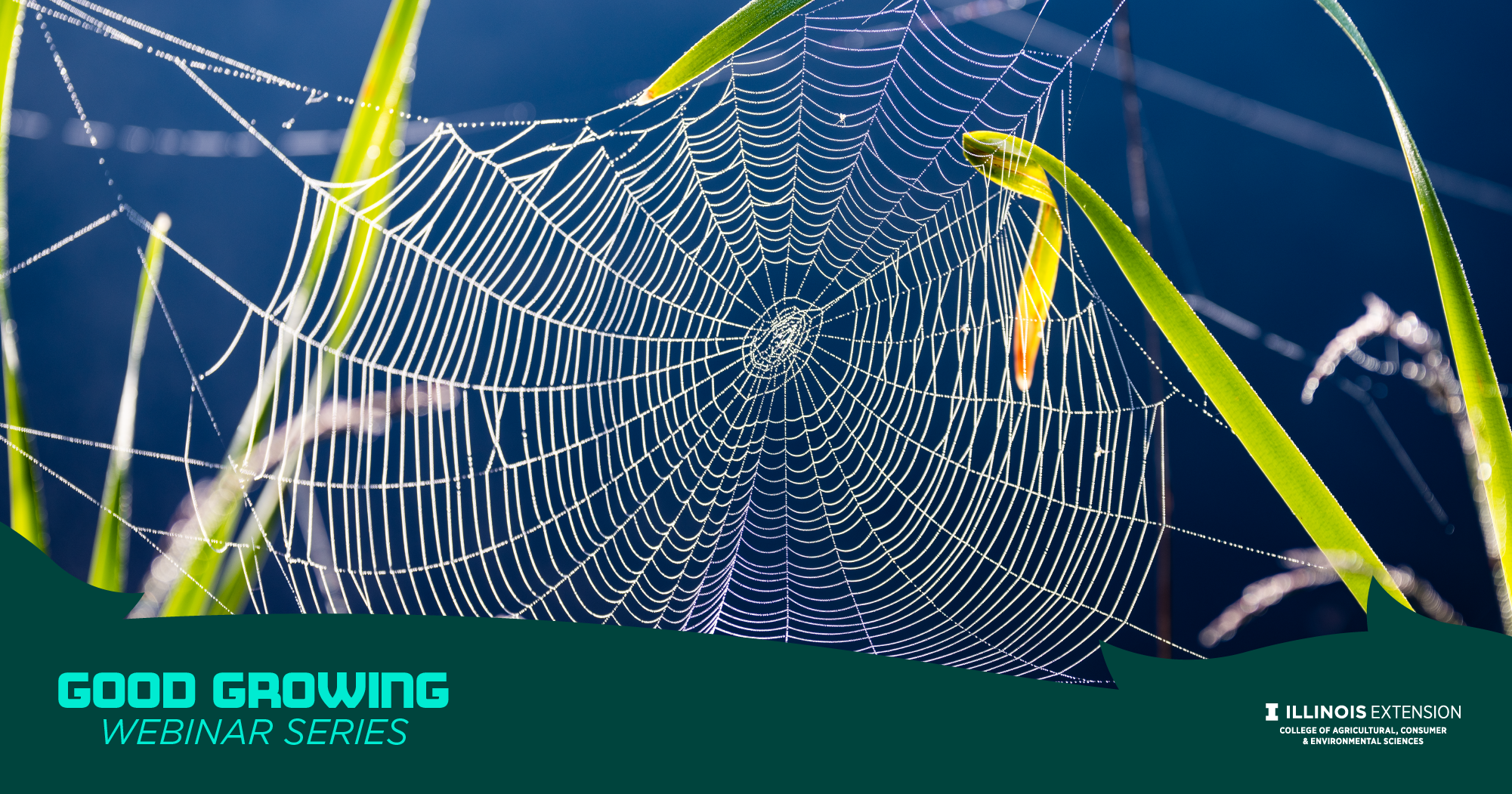 good growing spider web