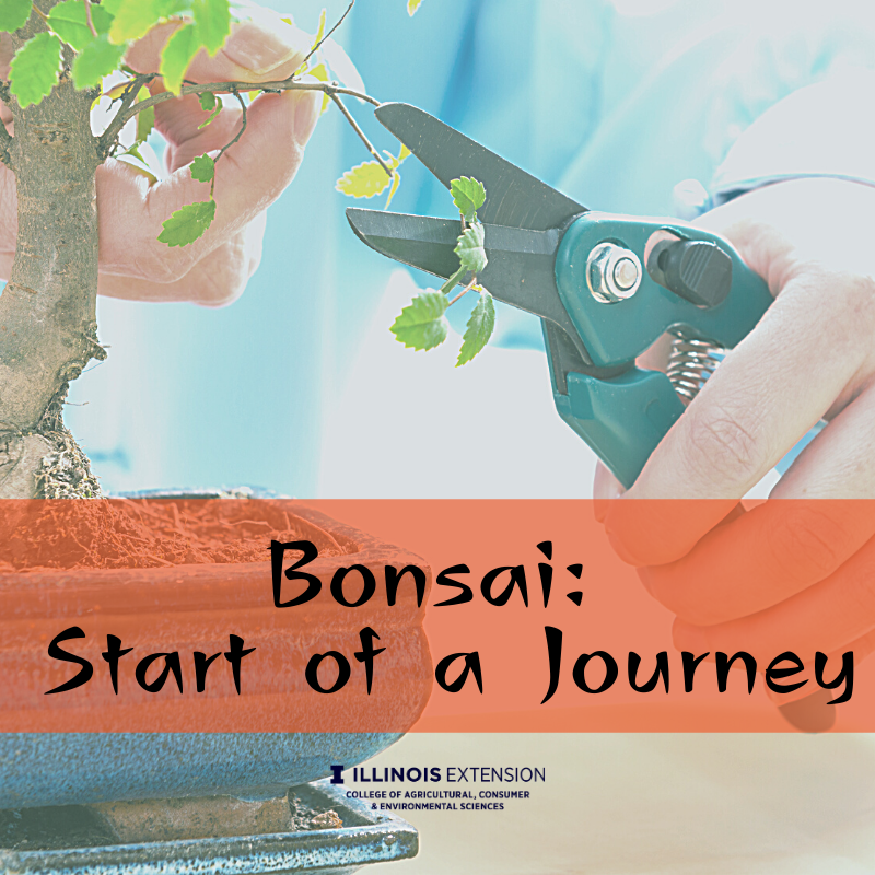 Hand pruning bonsai