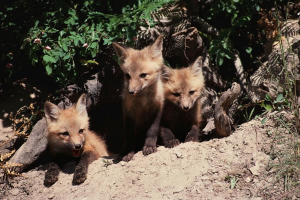 three red foxes standing in the opening of a den
