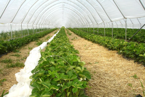 photo of high tunnels