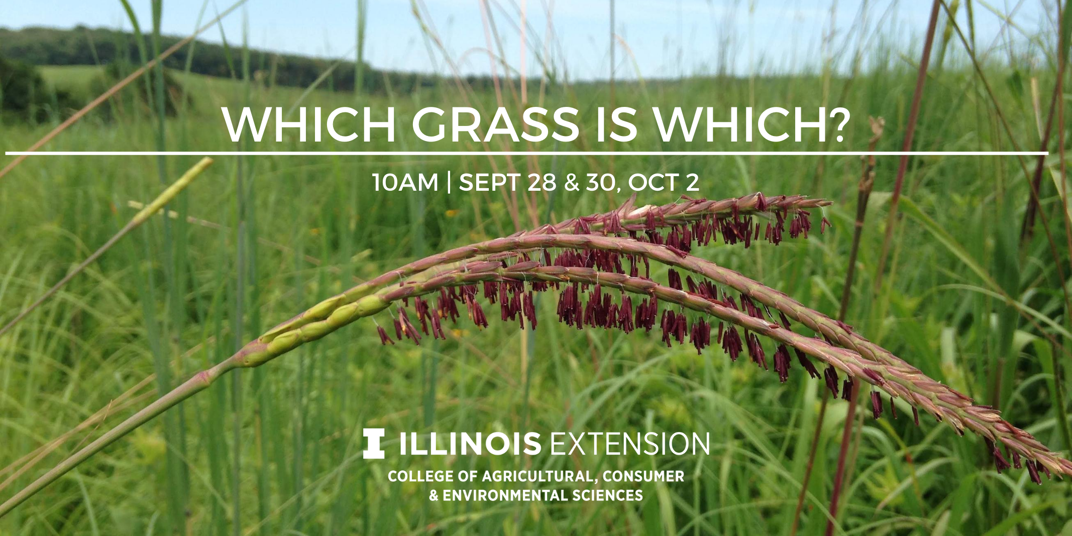 event banner for which grass is which with grass in background