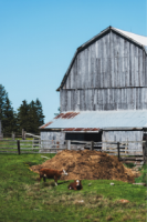 gray barn with cattle and pile of manure in front