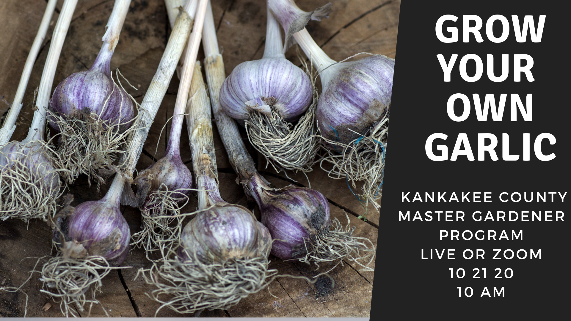 Master Gardeners: More about garlic