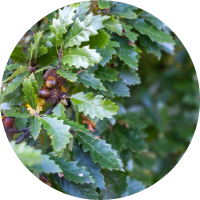 Close up of oak variety