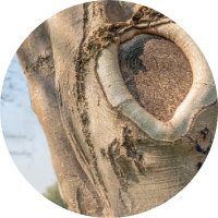 tree with large hole and regrowth