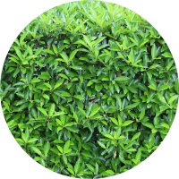 close up of green shrub