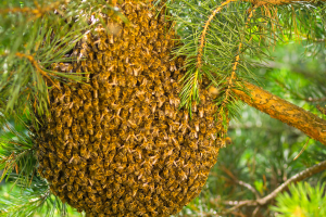 swarm of bees on tree needing removal