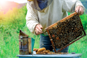 Beekeeper checking bee hive