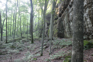 Southern Illinois forest