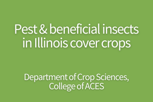 Pest and beneficial insects in Illinois cover crops. Department of Crop Sciences, College of ACES.