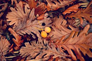 oak leaves and acorn