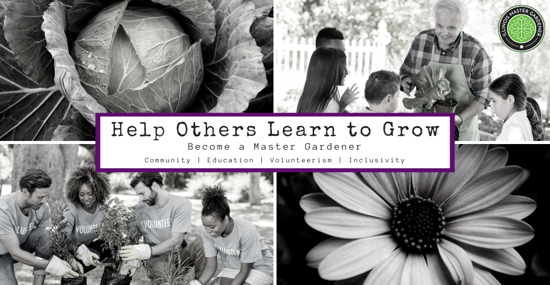 Black and white photo with cabbage, flower, 2 groups of people.