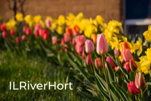 row of pink tulips and yellow daffodils with text that reads IL River Hort