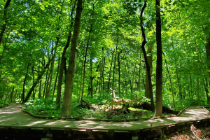 Image of Busey Woods in Summer