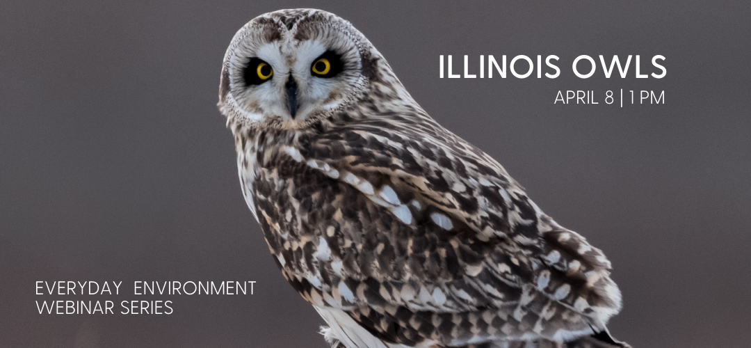 owls in tree webinar series
