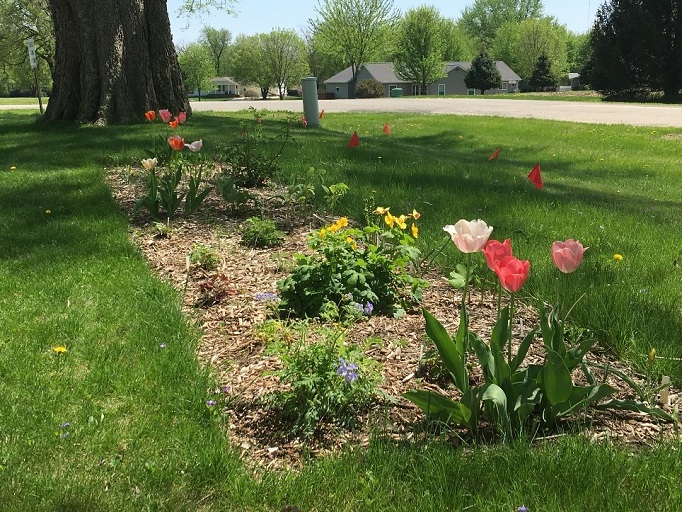 shade plants in garden
