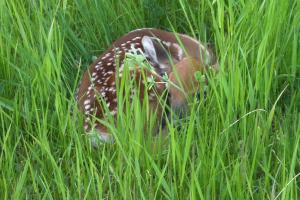 young deer fawn hiding in grass