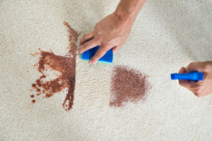 Hands removing brown stain on white rug