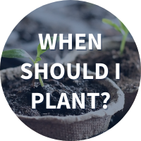 when should I plant text over seedling