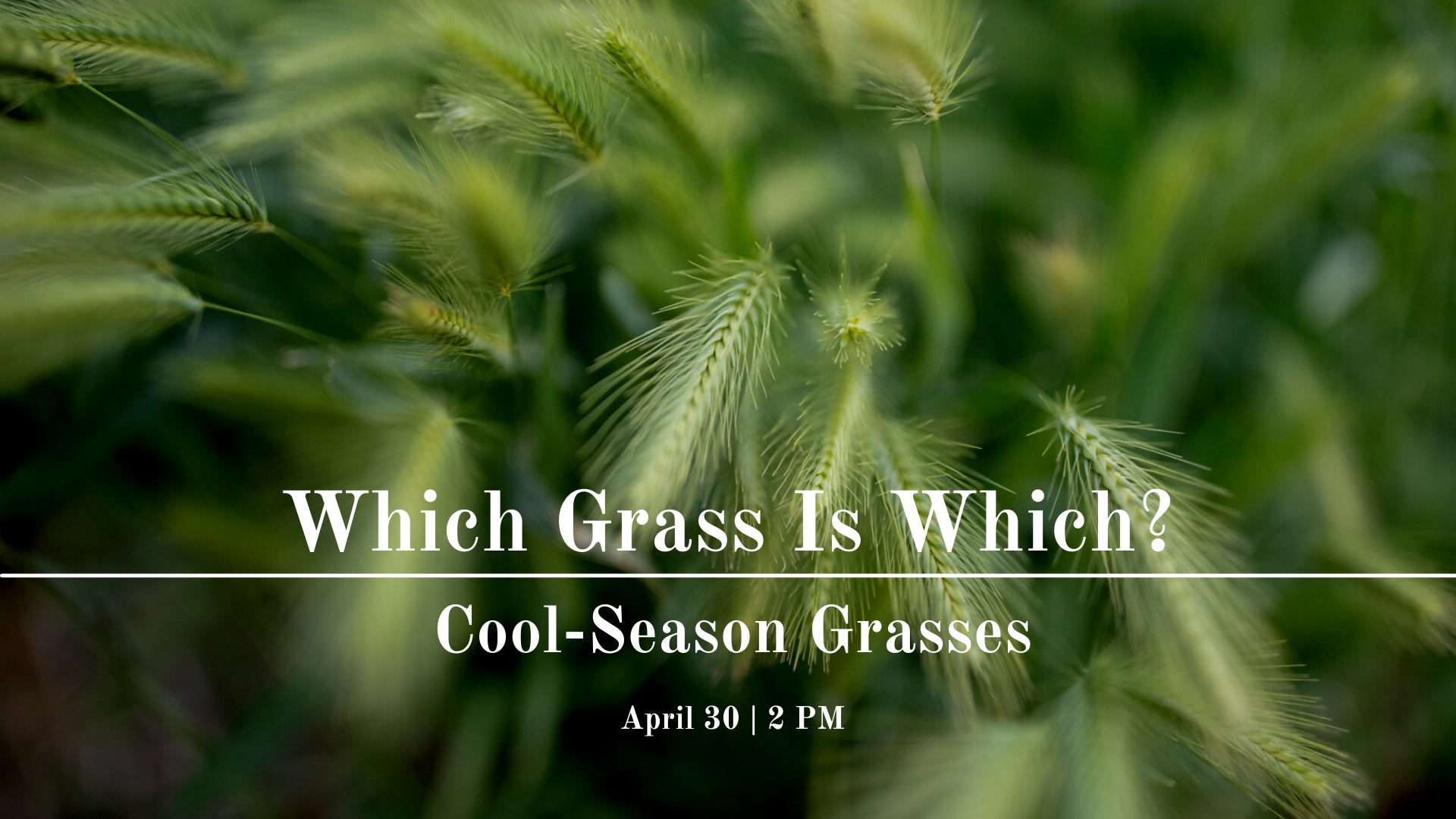 Canadian Rye Grass Cool Season Grasses Webinar