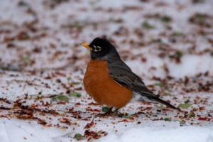american robin on snowy ground