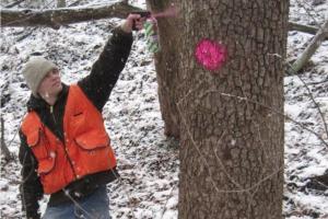 person marking a tree with spray paint