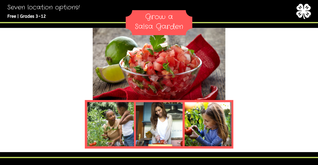 bowl of salsa, people picking and cutting tomatoes.