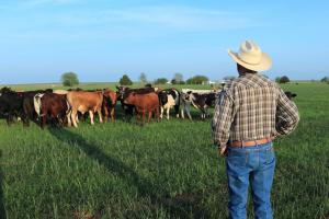 man in plaid shirt and hat faces field of cattle