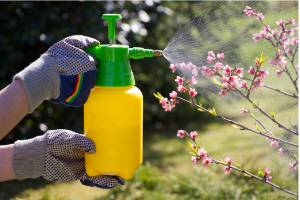 Gardener spraying plant with pesticide