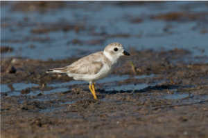 Piping Plover in a puddle