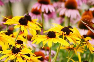 yellow black eyed susans and pink cone flowers
