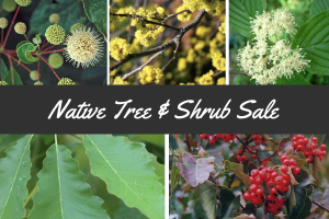 Native Tree and Shrub Sale