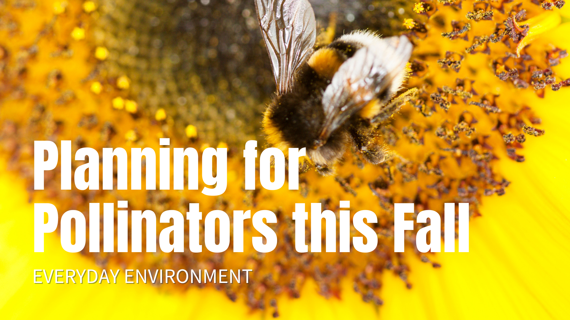 pollinator on flower
