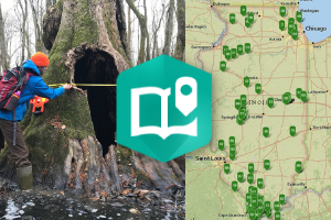 man measuring tupelo tree next to screen grab of map directory