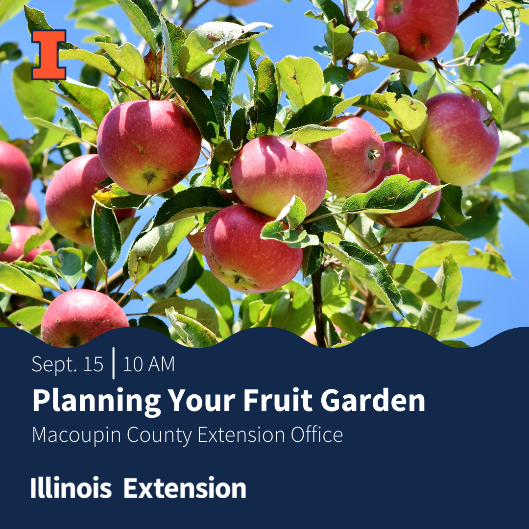 close up image of an apple tree with red apples