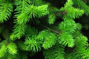 pines of spruce tree