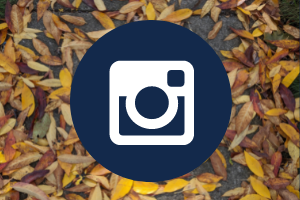 instagram photo with leaves